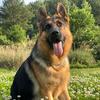 金众力德牧犬养殖合作社