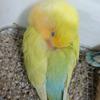 翻身鹦鹉【买🐤私聊】