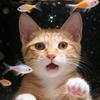 小猫统治人类