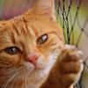 游戏猫