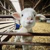 张张🐑૮꒰˶ฅ́˘ฅ̀˶꒱ა
