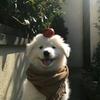 自粘宏
