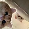 猫meme爆笑小剧场