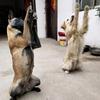 亳州旺旺训犬