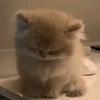 猫儿困