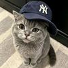 猫猫（游戏在置顶）