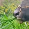 牛吃🌿