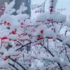 芒果福袋