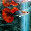 梦幻孔雀鱼（5千粉丝送五对鱼）