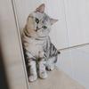 挑食小猫杨二狗（见过ILLIT 版）