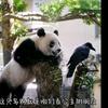 拉不拉泰