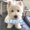 讲故事的西高地