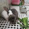凌玲柒（养兔达人）