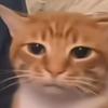心之曲猫妙