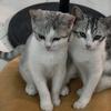 熊猫哥