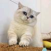 猫墩墩