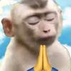 搜索猴子捞文2.0