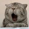 猫meme小故事