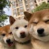 呆胶布