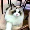 天天学养猫