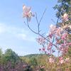 阿柒