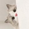 猫咪观察