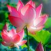 菡～萏
