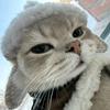 我有只猫叫demo