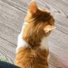 小猫后脑勺