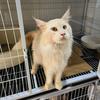 波仔救猫🐱病猫救助