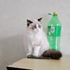 余生领