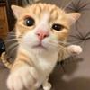 橘子猫meme
