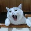 猪咪到处跑