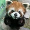 你的谎话面不改色