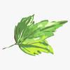 树上叶