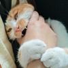 小阿诚🐾