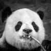 熊猫哥(人间清醒)