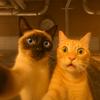 柚猫meme
