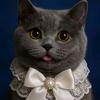 猫猫