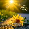 向阳花开