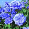 菊芬