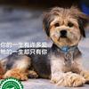 延安流浪动物救助（润子）
