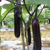 茄子种植果本果包老师