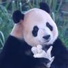 金虎飞云妙音的熊猫日记