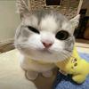清猕