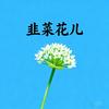 韭菜花儿