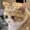 乱炖游菜花