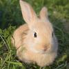 傲雪（80后养兔子的大婶）（岀售大小兔）