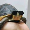 90斤反骨🐢