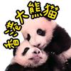 香港大熊猫